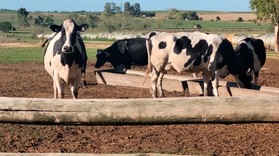 Un informe del OCLA: Argentina cerró el 2025 con 9.013 tambos existentes