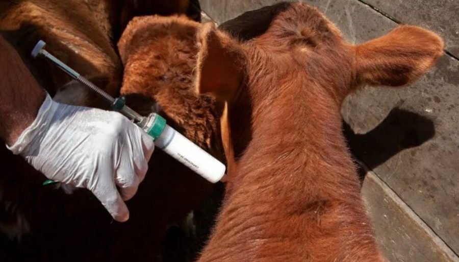 SENASA confirmó el calendario de vacunación contra aftosa y brucelosis, y promete un ahorro en aplicaciones