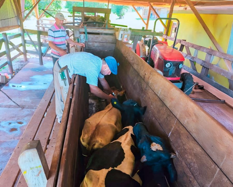 El 13 de Octubre comienza la segunda campaña 2025 de vacunación contra la fiebre aftosa en la provincia de Misiones