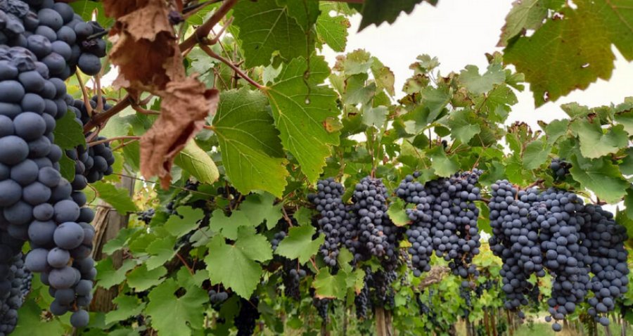 “El 95% de la industria del vino está de acuerdo”: Viñateros y la Corporación Vitivinícola Argentina  cruzaron al Ministro de Desregulación Federico Sturzenegger