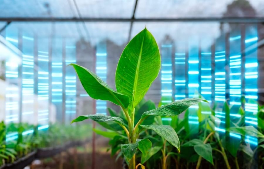 ¿Cómo utiliza Biofábrica Misiones el análisis de ADN en la certificación de plantas?