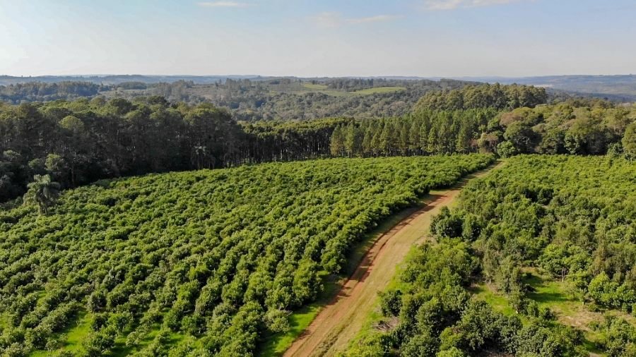 Misiones: La localidad de Comandante Andresito fortalece su perfil como polo de producción orgánica de yerba mate en la provincia