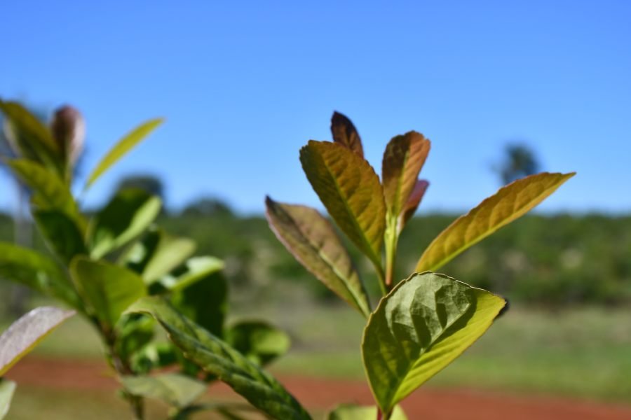Yerba mate: El Gobierno Nacional ratificó por Decreto que el INYM ya no tiene potestad para definir precios