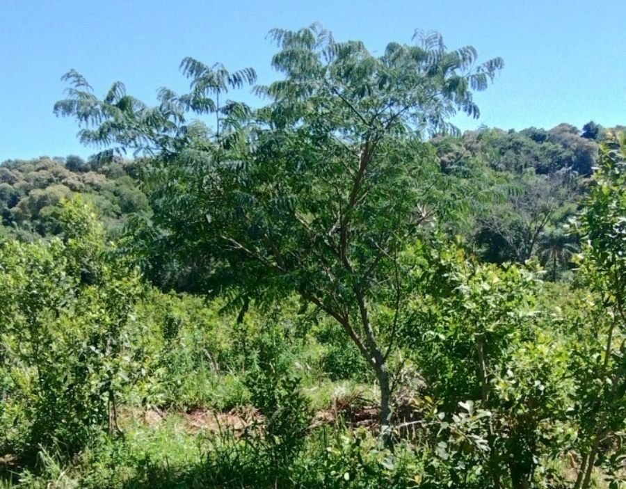 Crecen con buen desarrollo los árboles implantados en yerbales para lograr resiliencia climática