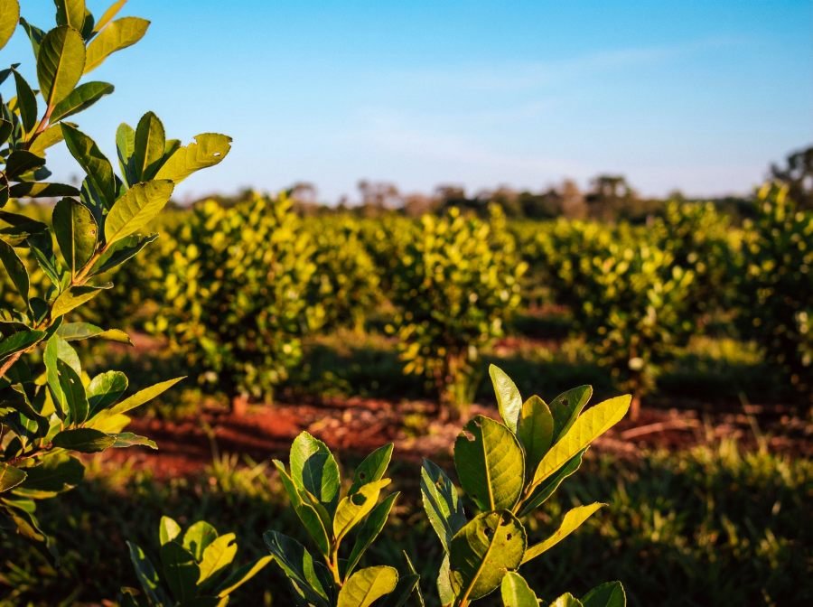 Producción y conservación: La provincia de Misiones impulsa la restauración de los agroecosistemas yerbateros