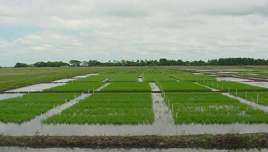 La sequía en los humedales impacta en el arroz: La siembra caerá 20% y será la más baja en 22 años
