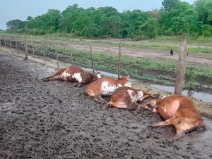 Formosa: Un rayo fulminó a 65 terneros dentro de un corral, los animales pesaban unos 200 kilos cada uno y tenían distintos pelajes