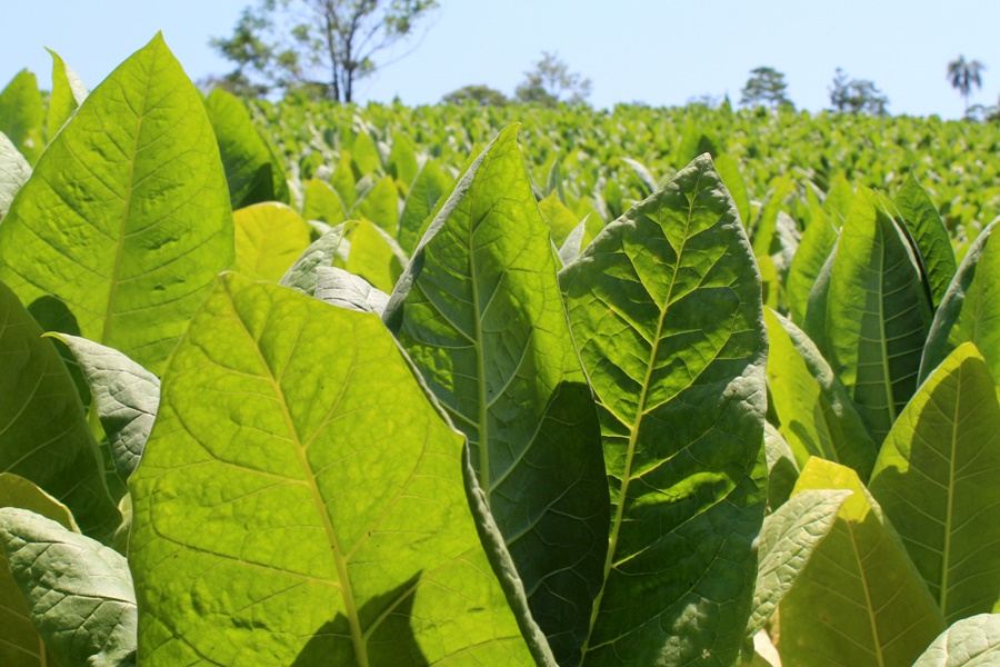 A partir del miércoles 14 de Diciembre, se realizará el pago a productores tabacaleros de Misiones