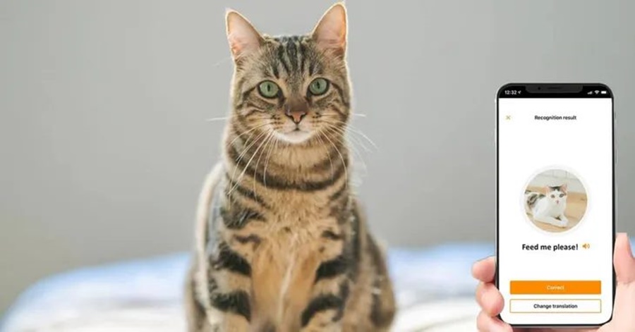 Mascotas: Furor por la app que te permitirá hablar con tu gato