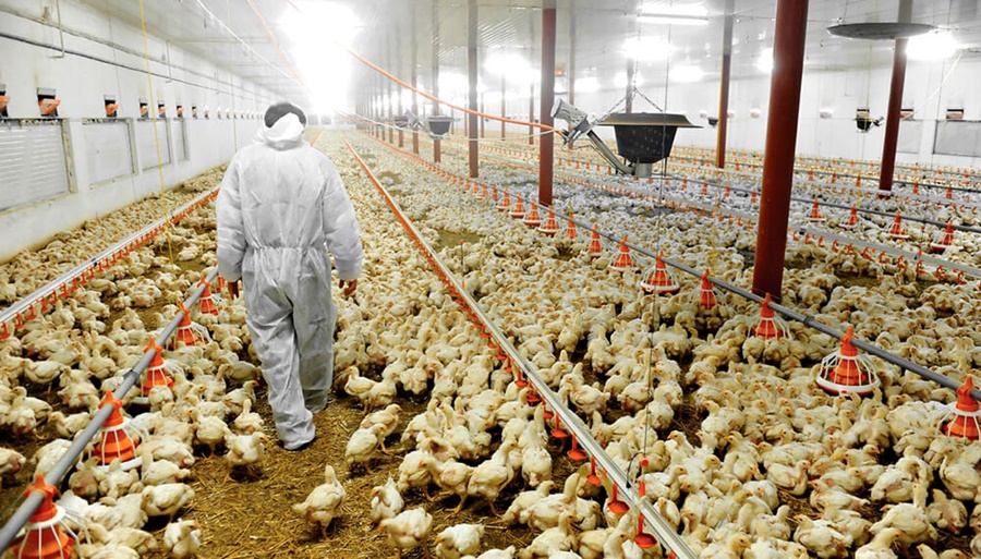 Alerta por la gripe aviar: Qué está haciendo el SENASA y cuál es el riesgo de que llegue a la Argentina