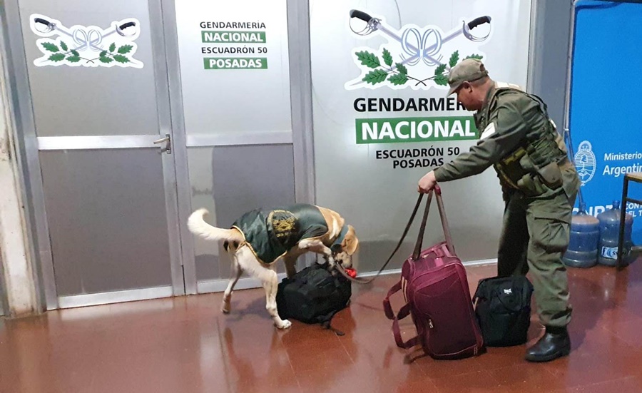 El can “Gringo” detectó marihuana valuada en más de 20 millones en la terminal de Ómnibus en Posadas