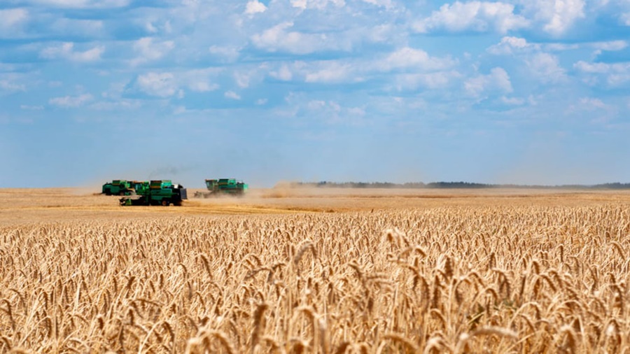 En Australia financiarán una investigación sobre trigo tolerante al calor