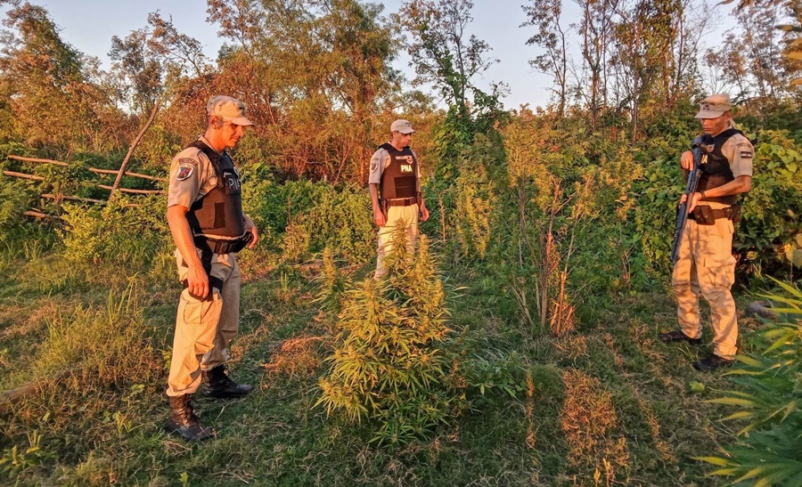 Prefectura Naval Argentina desmanteló una plantación de marihuana