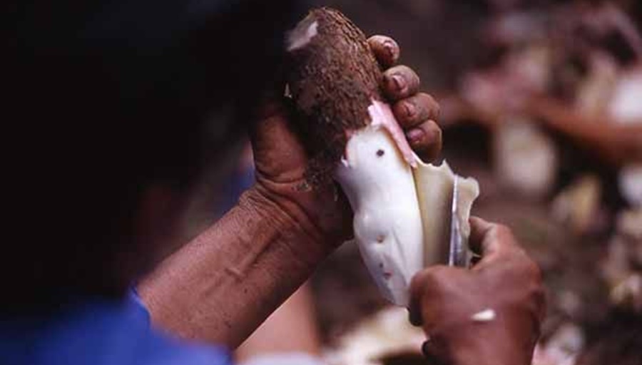 Misiones: Primer Concurso de Pelado de Mandioca en el Mercado Concentrador en la ciudad de Posadas