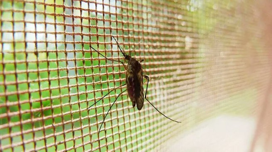 Dengue en Argentina: Comenzaron a bajar los casos, salvo en dos provincias, según el Boletín Epidemiológico