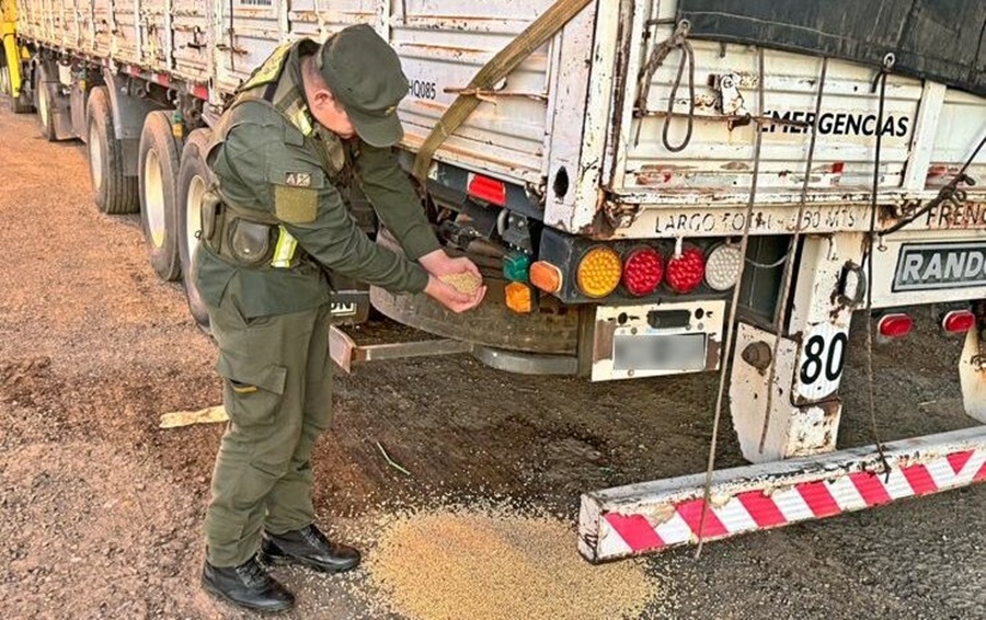 Gendarmería Nacional secuestró setenta toneladas de granos, el transporte de cargas utilizado ya poseía antecedentes en causas similares