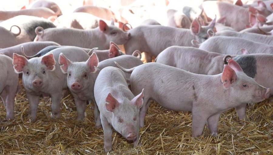 Sin rentabilidad, advierten por múltiples cierres de granjas de producción porcina