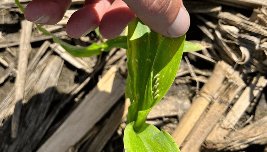 Chicharrita del maíz: Aprueban los primeros insecticidas que podrían frenar la plaga
