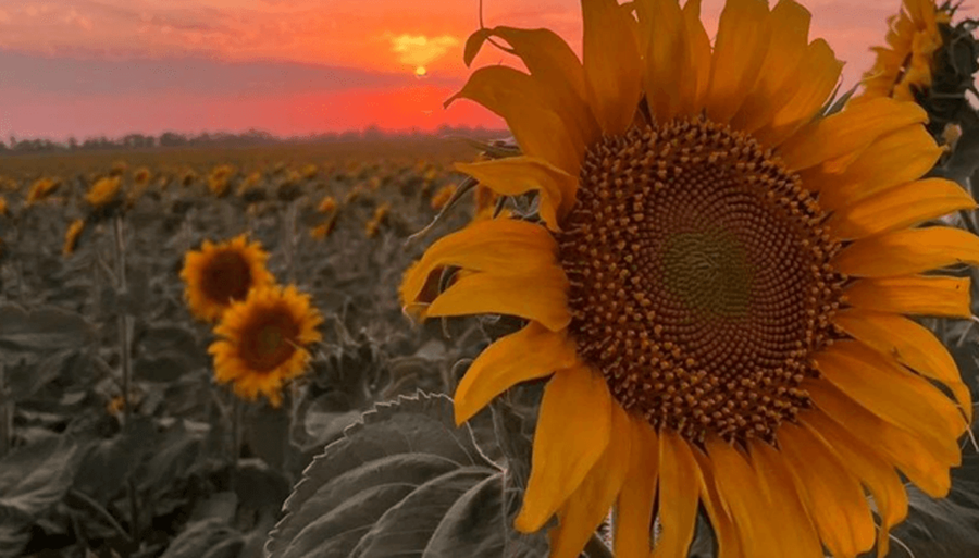 Girasol, el cultivo al que le fue mejor con La Niña que con El Niño