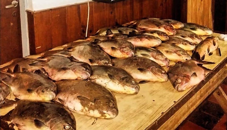 Le dijo a la Policía de Misiones que tuvo suerte en la pesca y había robado 26 peces de la especie pacú