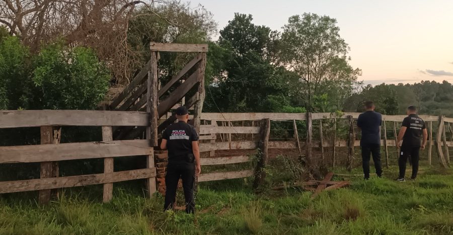 En operativo ganadero, la Policía de Misiones recuperó once vacas sustraídas en la zona rural del Municipio de Itacaruaré