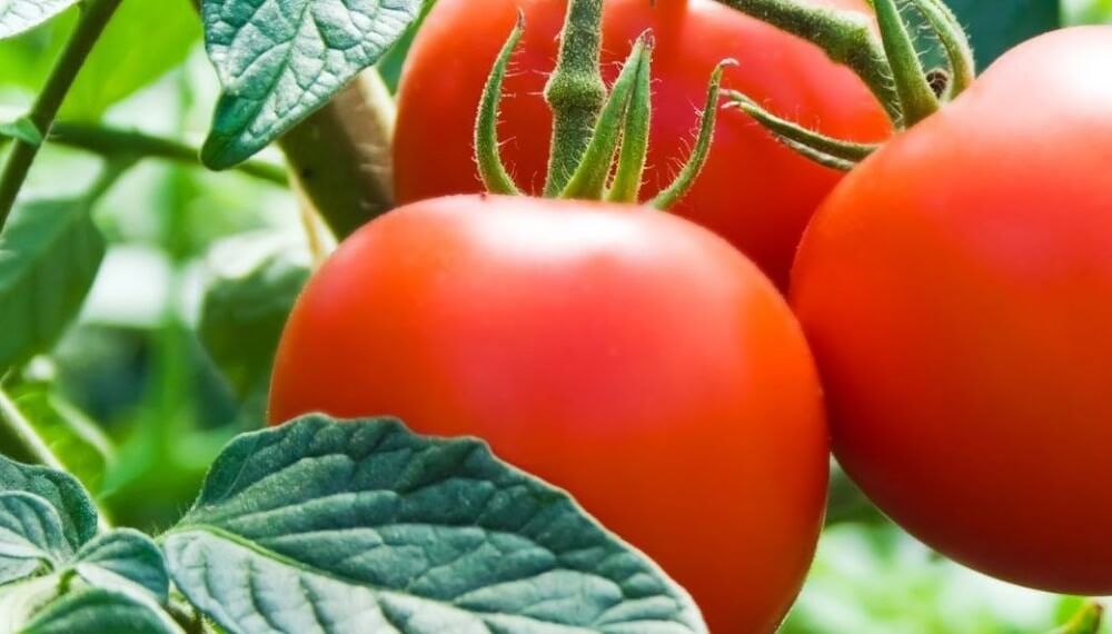 Mendoza: Estiman una caída del 8% en la superficie cultivada con tomate