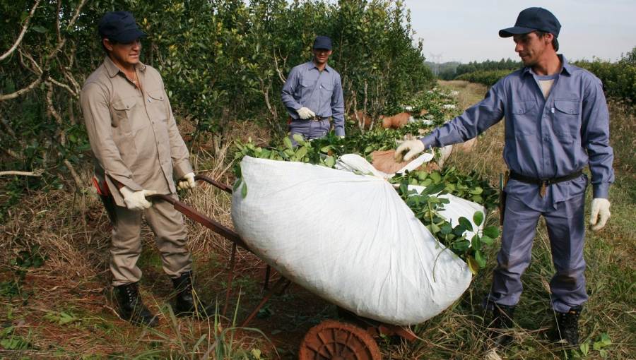 Yerba Mate: Desde el jueves 16 de Mayo rigen nuevas Tarifas Sustitutiva del Convenio de Corresponsabilidad Gremial