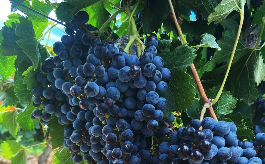 Vitivinicultura: Ensayos muestran ganancias de 1600 kilos de uvas por hectárea con fertilización foliar