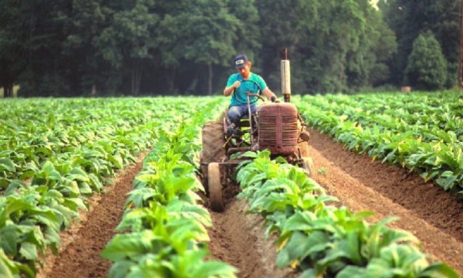 Misiones: Anuncian nuevo pago tabacalero, más de 7.200 millones de pesos para productores de la provincia