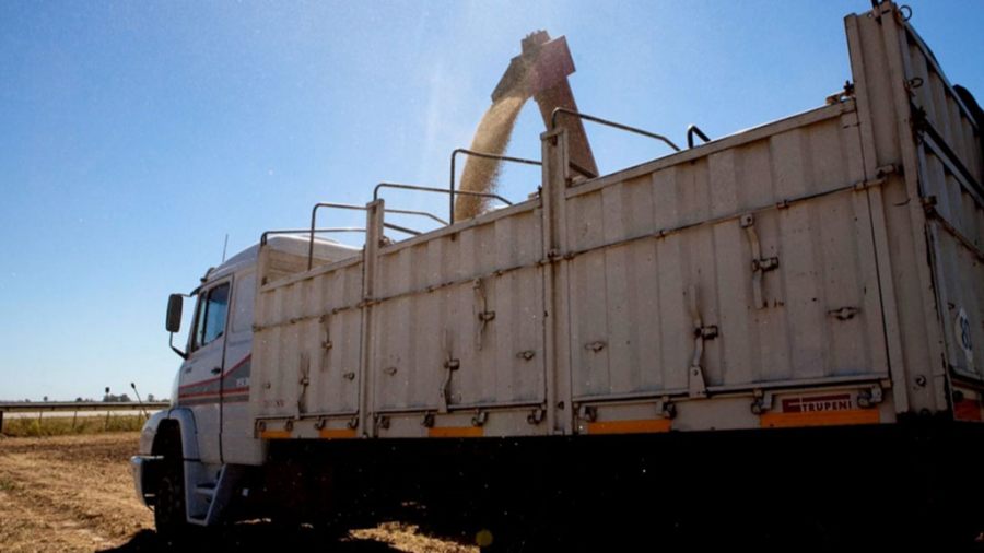 La liquidación de granos aumentó 87% en Junio y 40% en el primer semestre