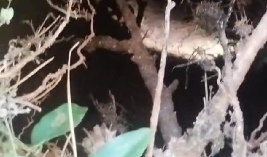 Apóstoles: Bomberos de la Policía de la provincia de Misiones rescataron a un niño de años que cayó accidentalmente en un antiguo pozo abandonado de ocho metros