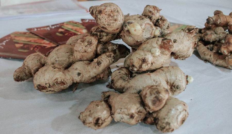 Misiones: Impulsan la producción de jengibre y cúrcuma con una línea de financiamiento específica